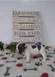 Adorable French Bulldog Pups for adoption